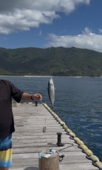 ソウダガツオが大集合