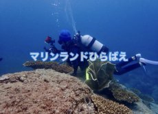 画像5: ダイビング(要予約) (5)