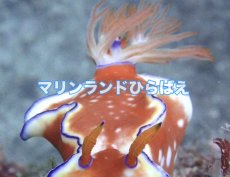 画像8: ダイビング(要予約) (8)
