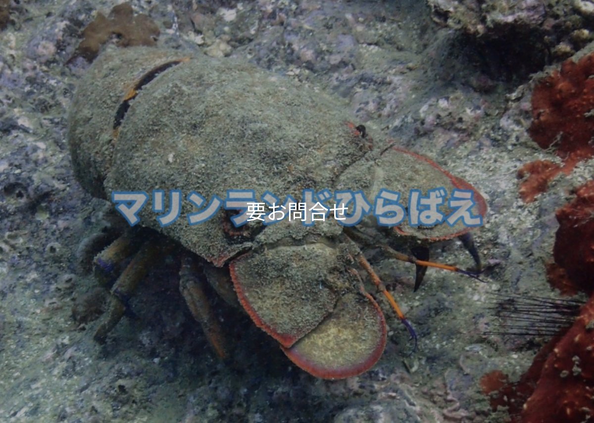 画像6: ダイビング(要予約) (6)