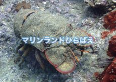 画像6: ダイビング(要予約) (6)