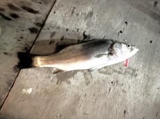 画像8: いかだ釣り (8)